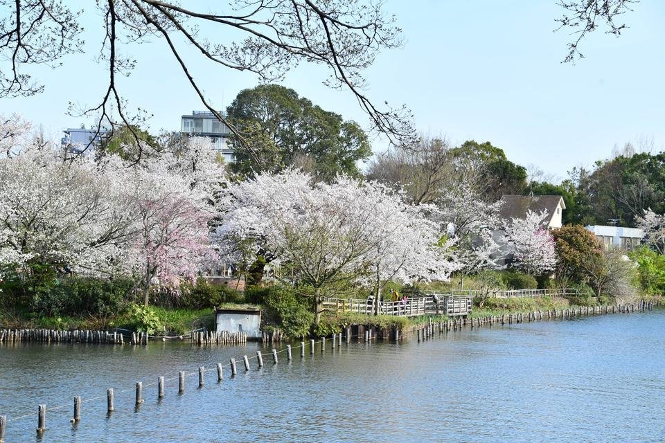 🏞️ 센조쿠이케 공원 (洗足池公園) 이미지 1